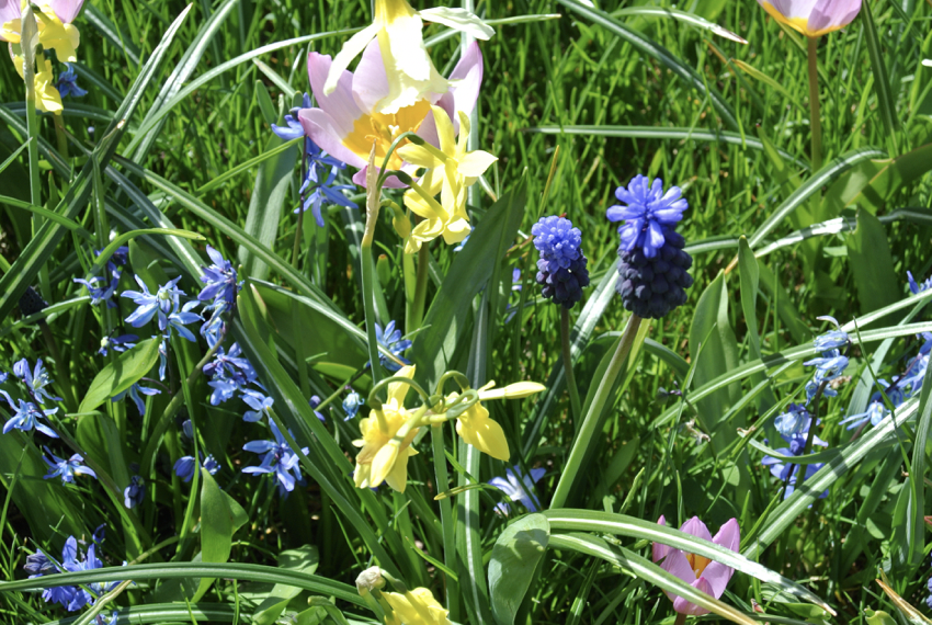It’s Bulb Time!Get planting now for a splash of Spring colour!