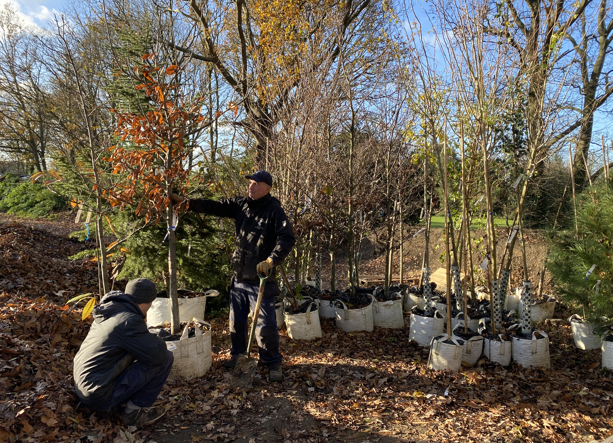 Planting trees in summer with Martha Stewart